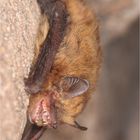 Pipistrellus pipistrellus II