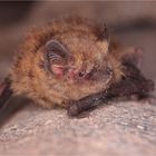 Pipistrellus pipistrellus III