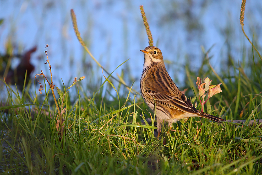 Pipit des arbres