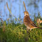 Pipit des arbres