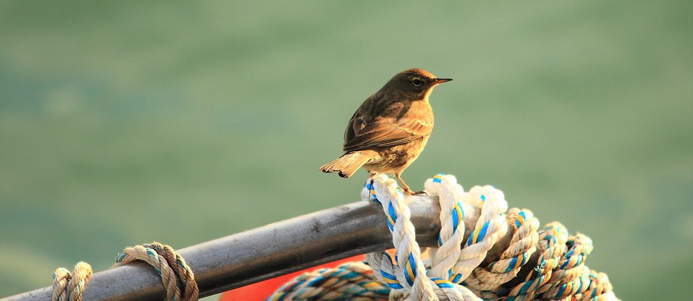 PIPIT EN BATEAU