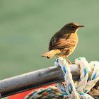 PIPIT EN BATEAU