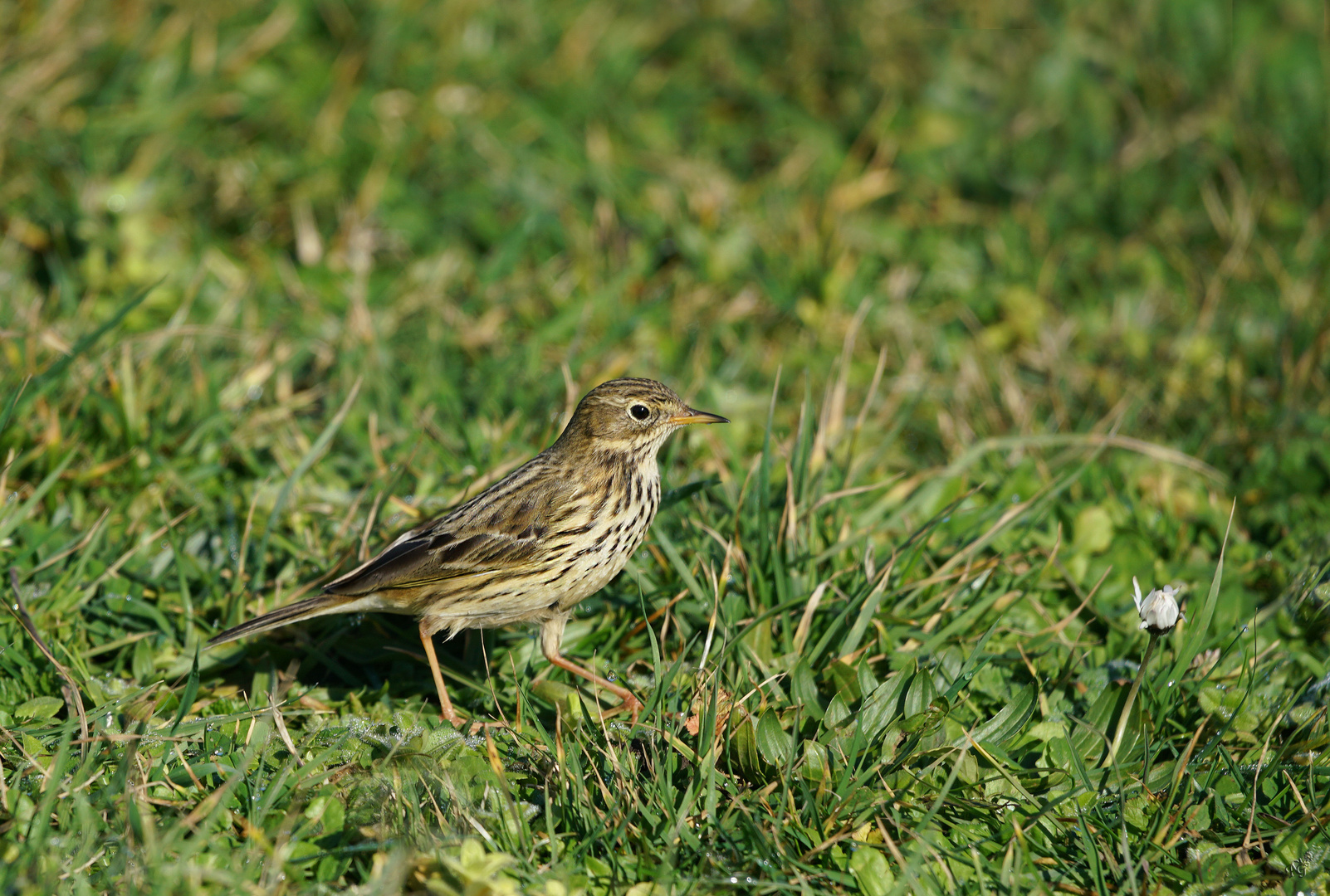 Pipit farlouse ....