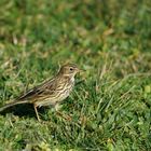 Pipit farlouse ....