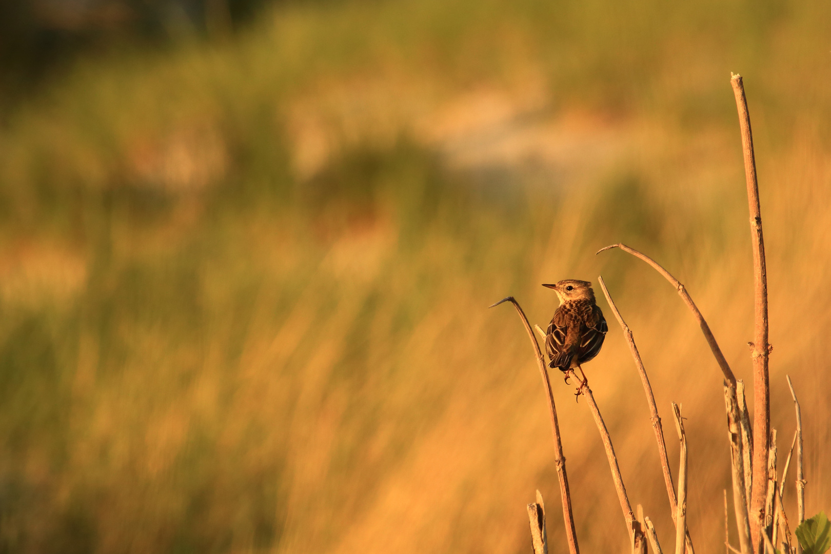 pipit farlouse