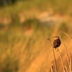 pipit farlouse