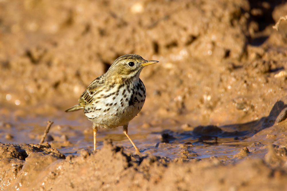 Pipit Farlouse