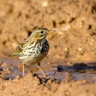 Pipit Farlouse