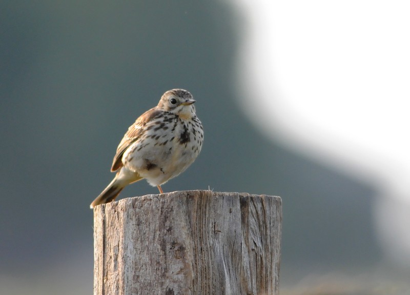 pipit farlouse