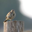 pipit farlouse