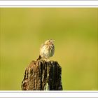 Pipit Farlouse