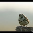 Pipit farlouse