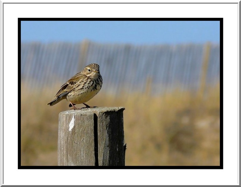 Pipit Farlouse