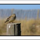 Pipit Farlouse