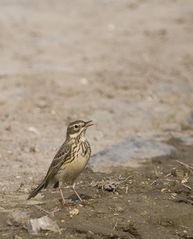 Pipit farlouse