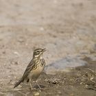 Pipit farlouse