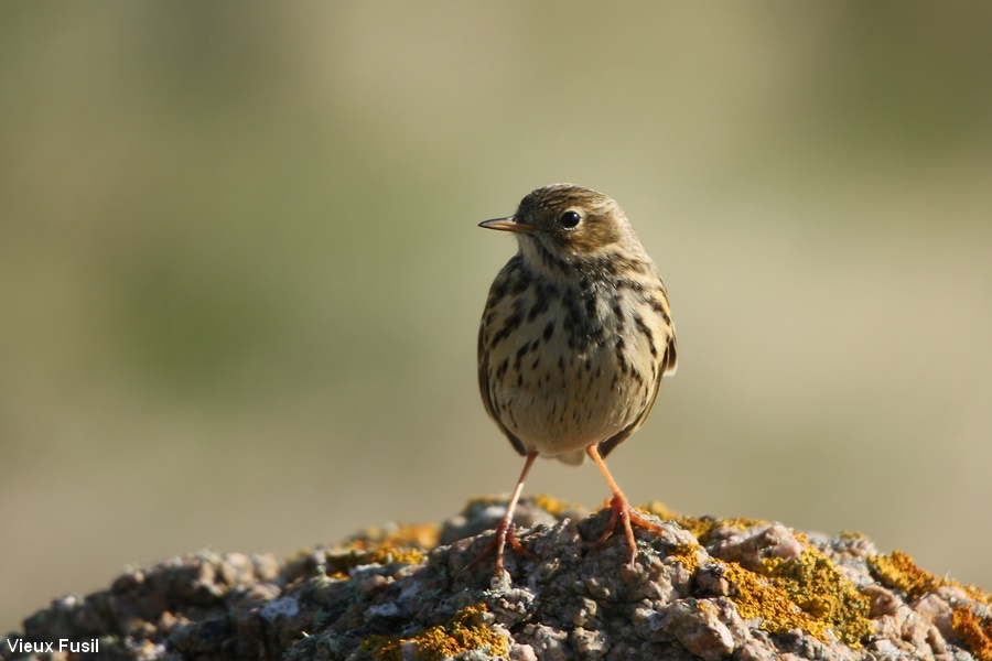 Pipit Farlouse