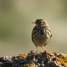 Pipit Farlouse