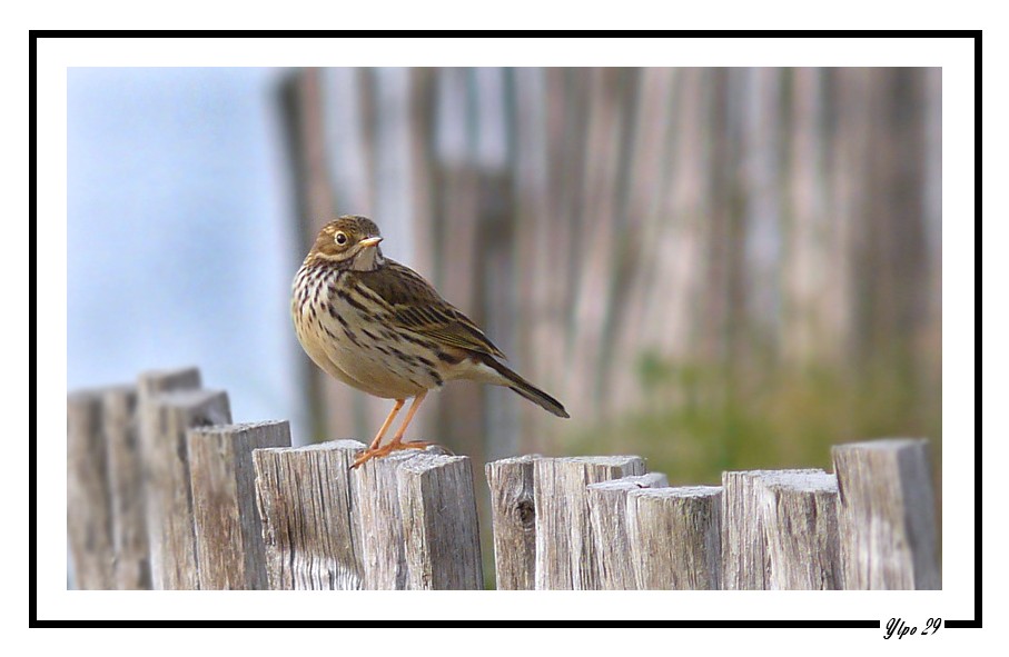 Pipit farlouse du bord de mer .