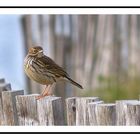 Pipit farlouse du bord de mer .