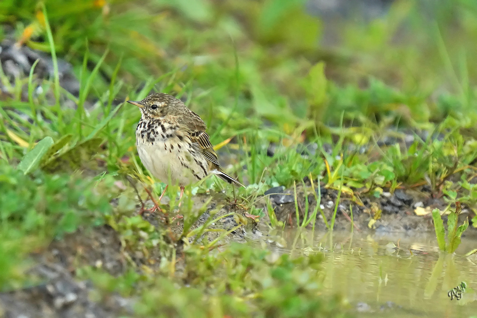 Pipit farlouse