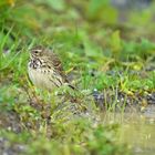 Pipit farlouse