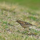 Pipit farlouse