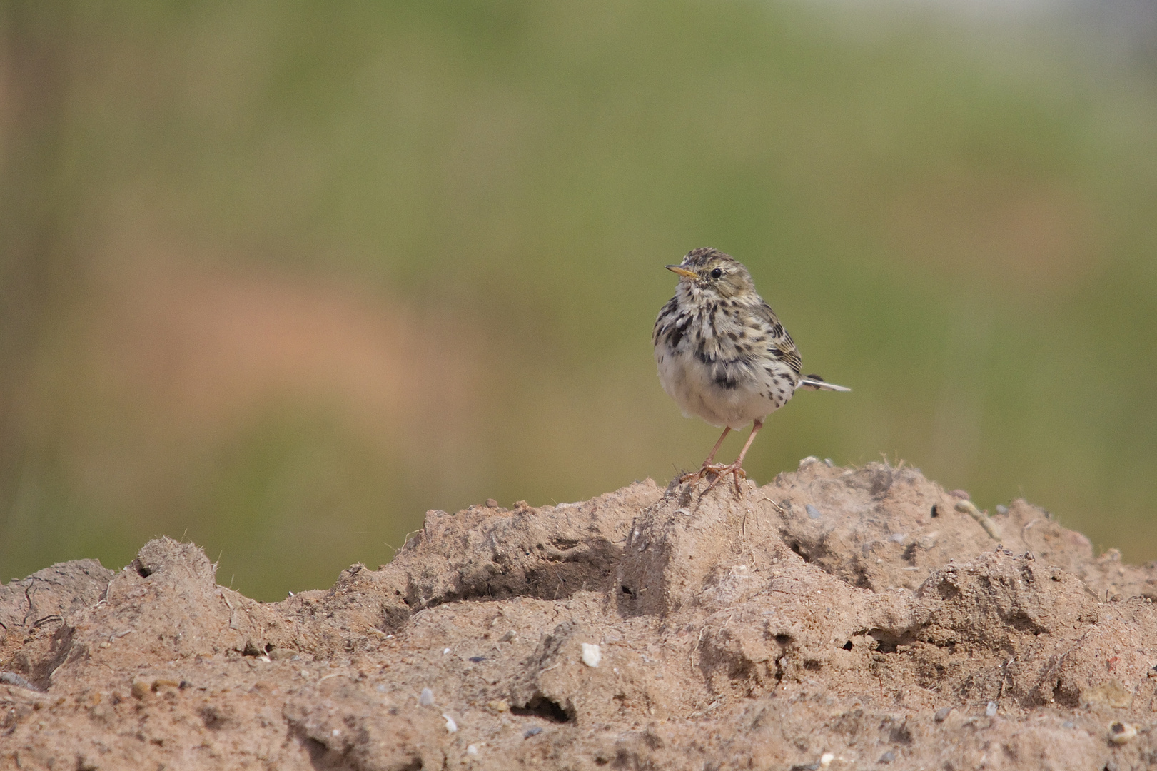 Pipit Farlouse