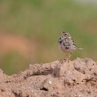 Pipit Farlouse