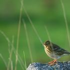 Pipit Farlouse N 0 3 ( Sur 8 Photos )