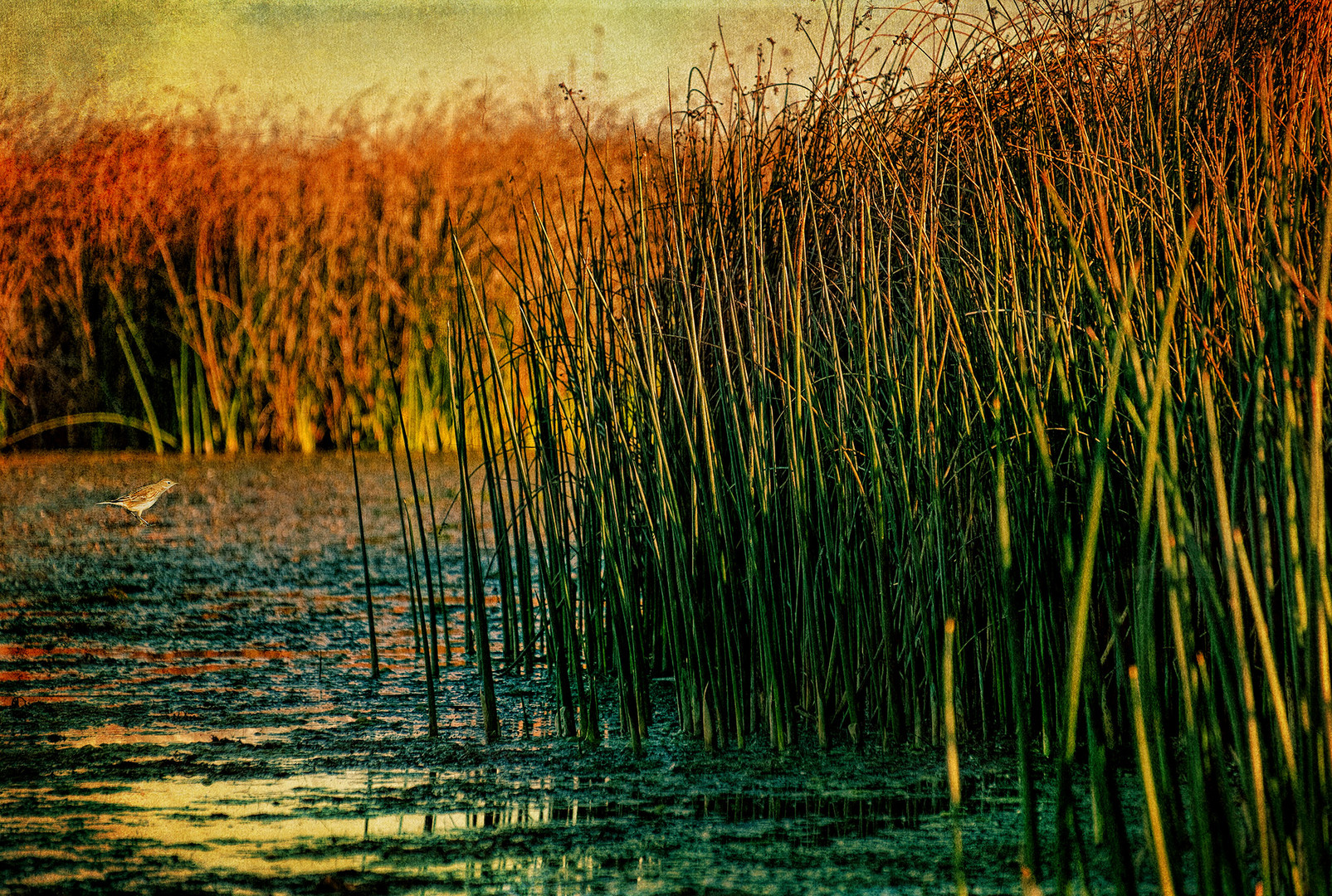 Pipit in Rushes