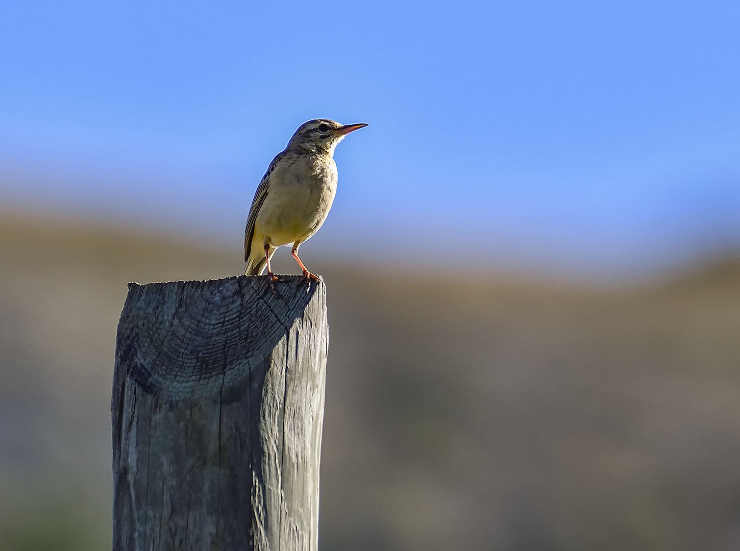 Pipit rousseline