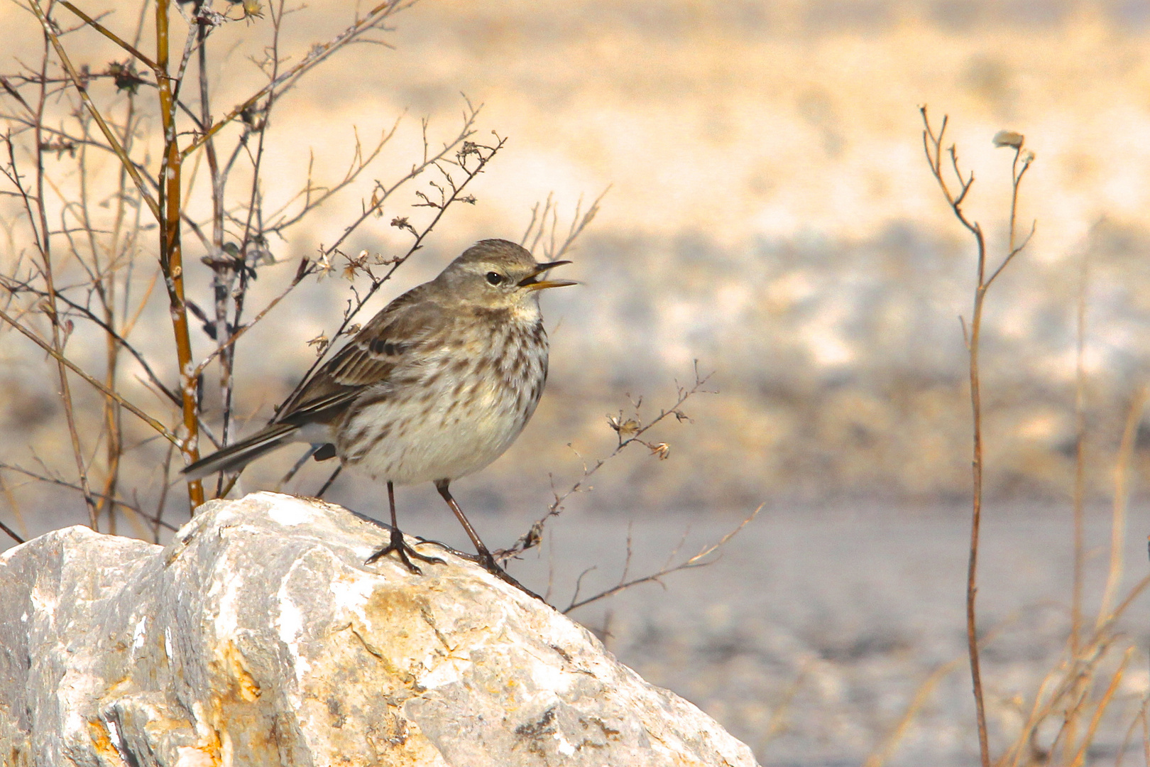 Pipit Spioncelle