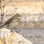 Pipit Spioncelle