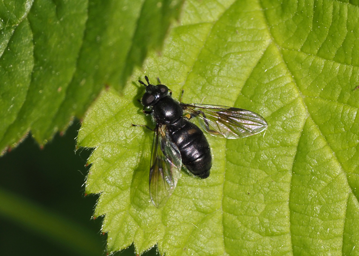 Pipiza noctiluca - Zweifleck Waldrandschwebfliege