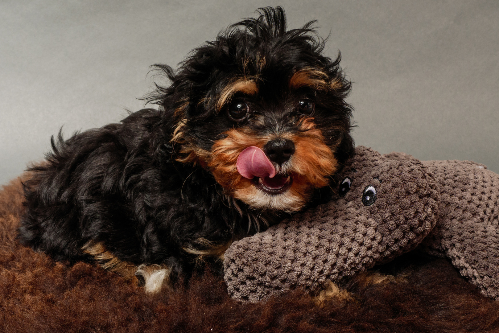 Pippa der Cavapoo