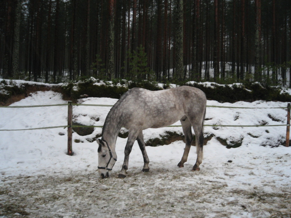 Pippi Langstrumpf Pferd in Finnland