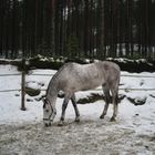 Pippi Langstrumpf Pferd in Finnland