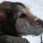 Pippo con palla di neve sul nasone