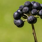 PIPPUSSE (Beeren vom Efeu (Hedera helix))