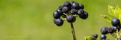 PIPPUSSE (Beeren vom Efeu (Hedera helix))