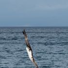 Piqué de fou à pattes bleues