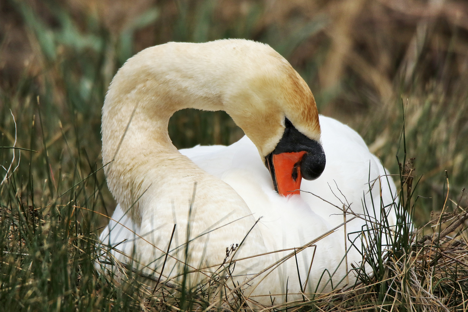 piquer du nez !