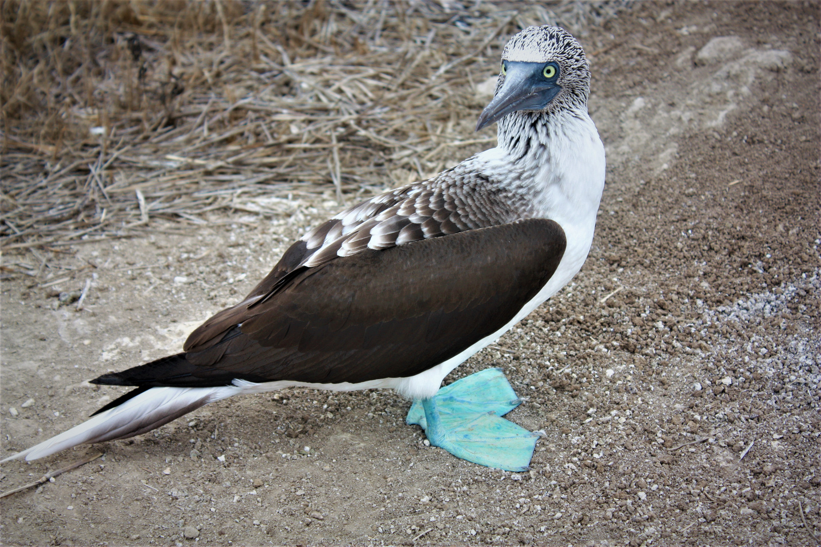 Piquero de patas azules...