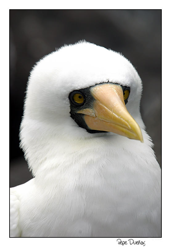 Piquero enmascarado (Sula dactylatra) - Islas Galápagos