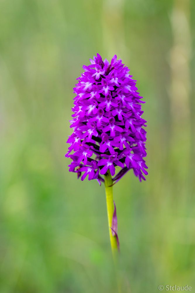 Piramidenhundswurz Foto & Bild natur, pflanzen, piramidenhundswurz