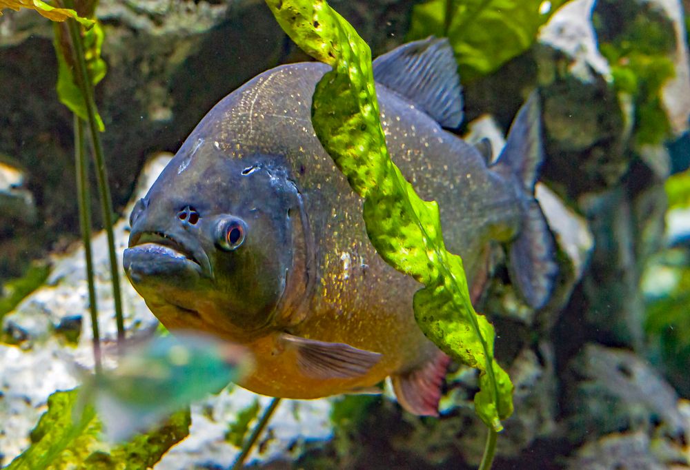 Piranha Foto & Bild tiere, zoo, wildpark & falknerei, zoo fische