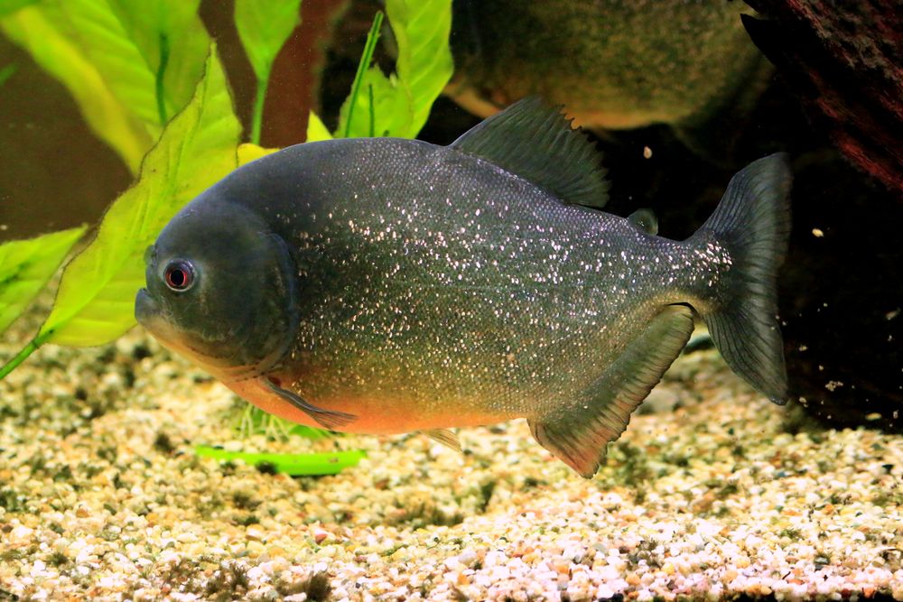 Piranha