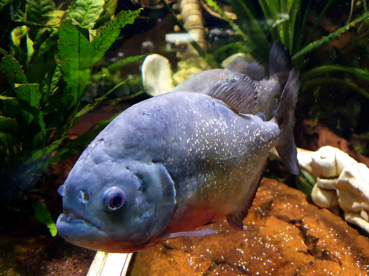 Piranha