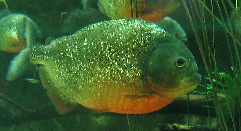 Piranha